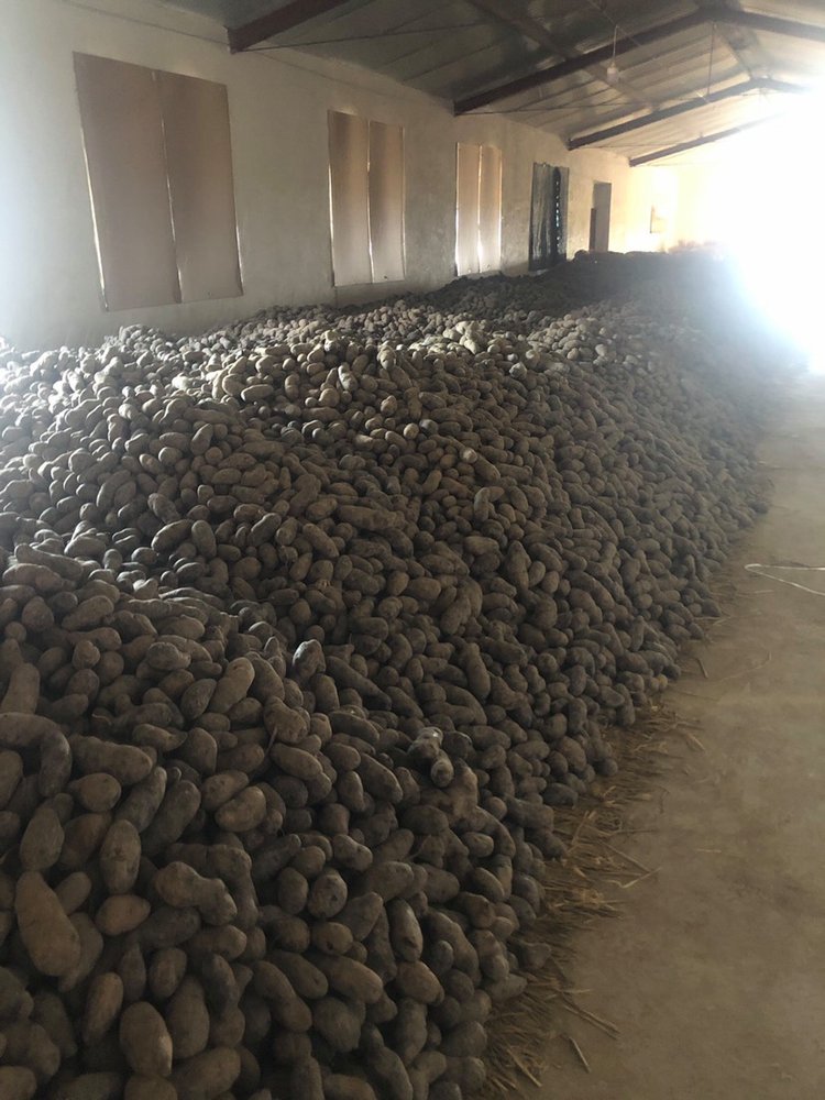 黑土豆种植时间(黑土豆种植时间和方法是什么)