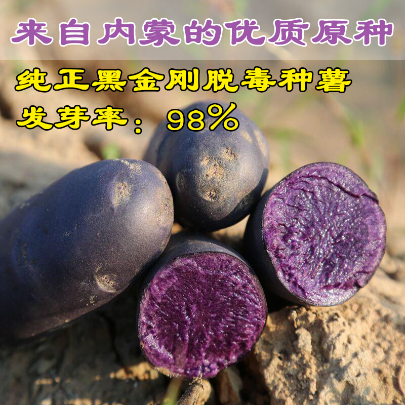 黑土豆种植时间(黑土豆种植时间和方法是什么)