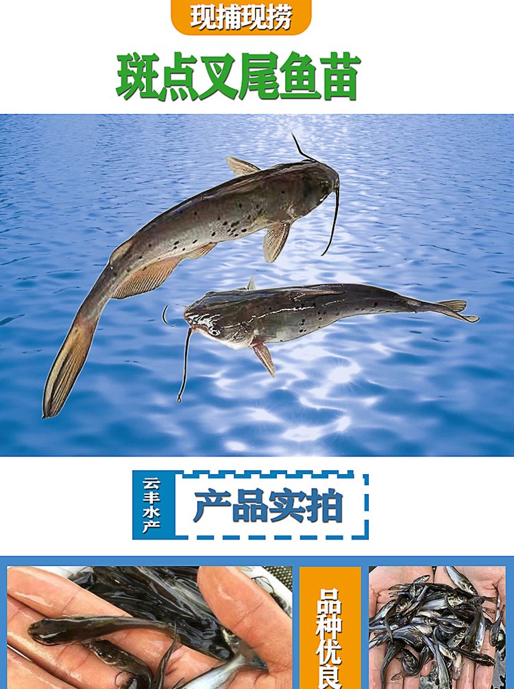 叉尾鮰的养殖技术(叉尾鮰养殖多少天可上市了)