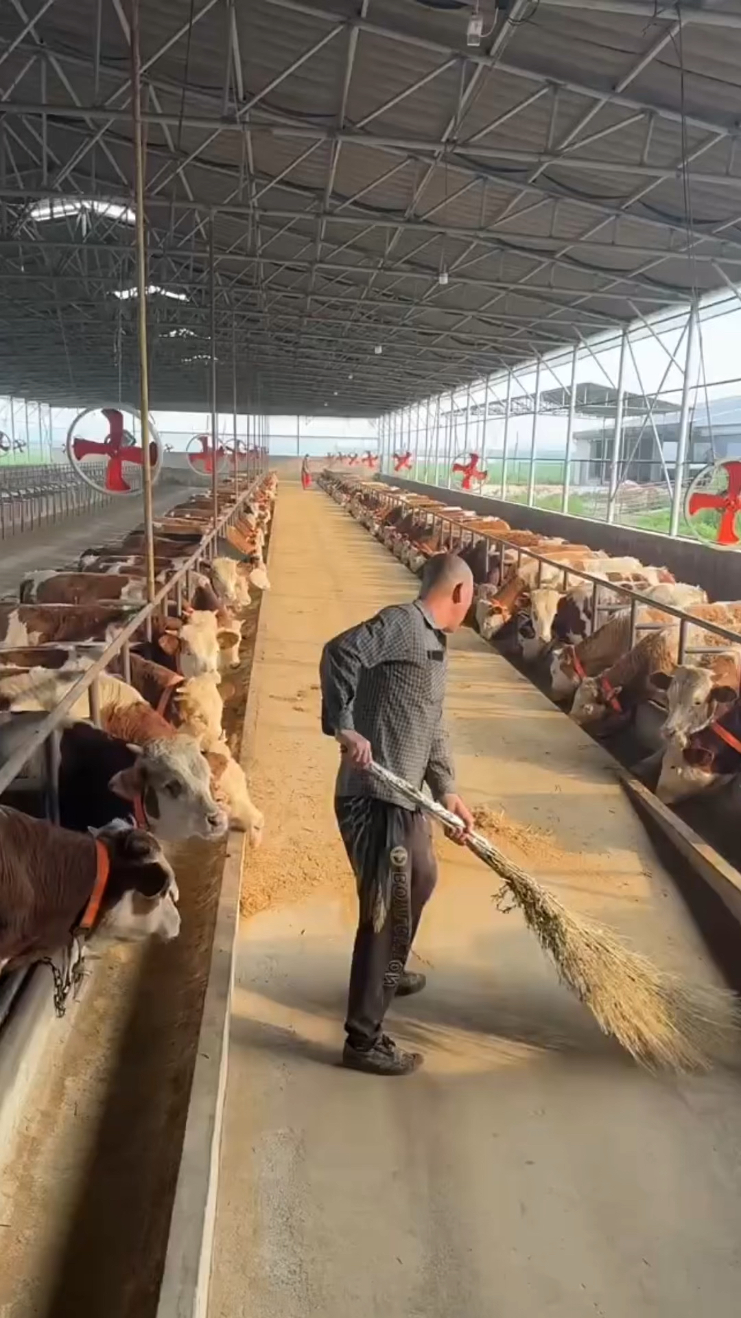 肉牛类养殖(肉牛养殖效益)