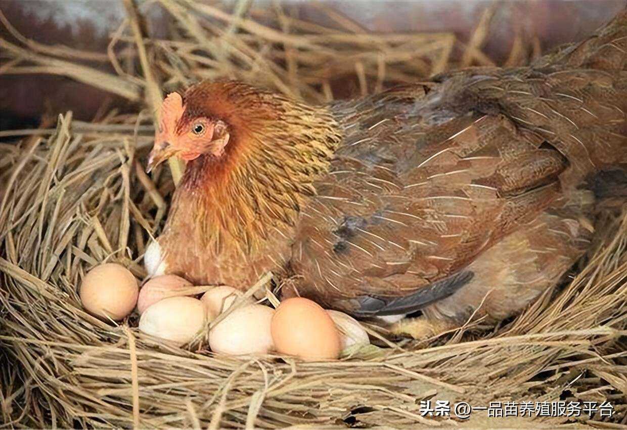 家里养鸡喂什么下蛋多(自家养的鸡喂什么下蛋多)