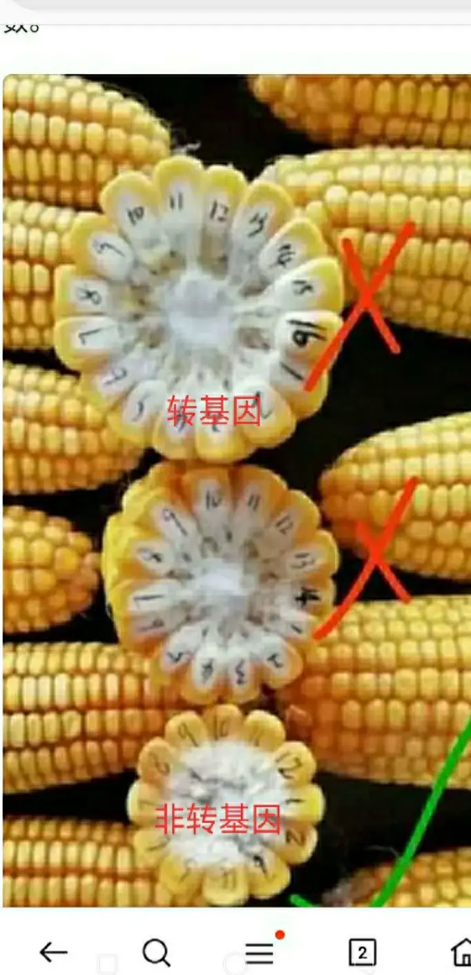 转基因玉米有哪些?(转基因玉米有哪些品种)