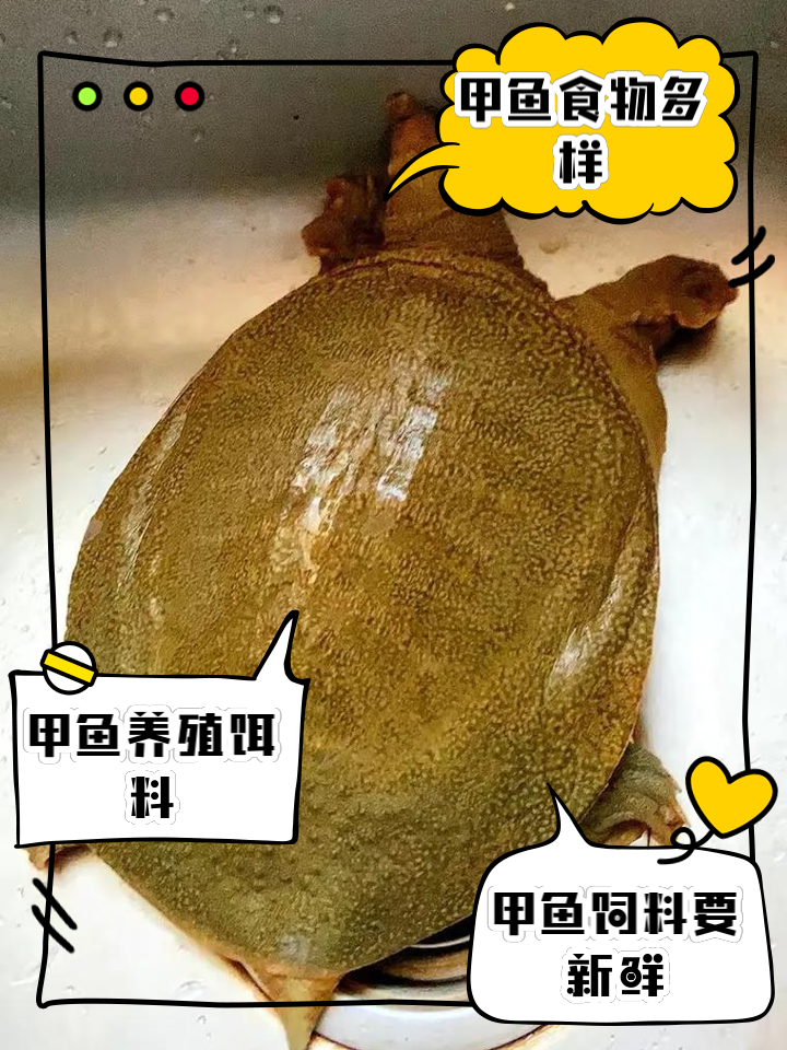 甲鱼养殖技术视频(甲鱼养殖技术视频讲解)