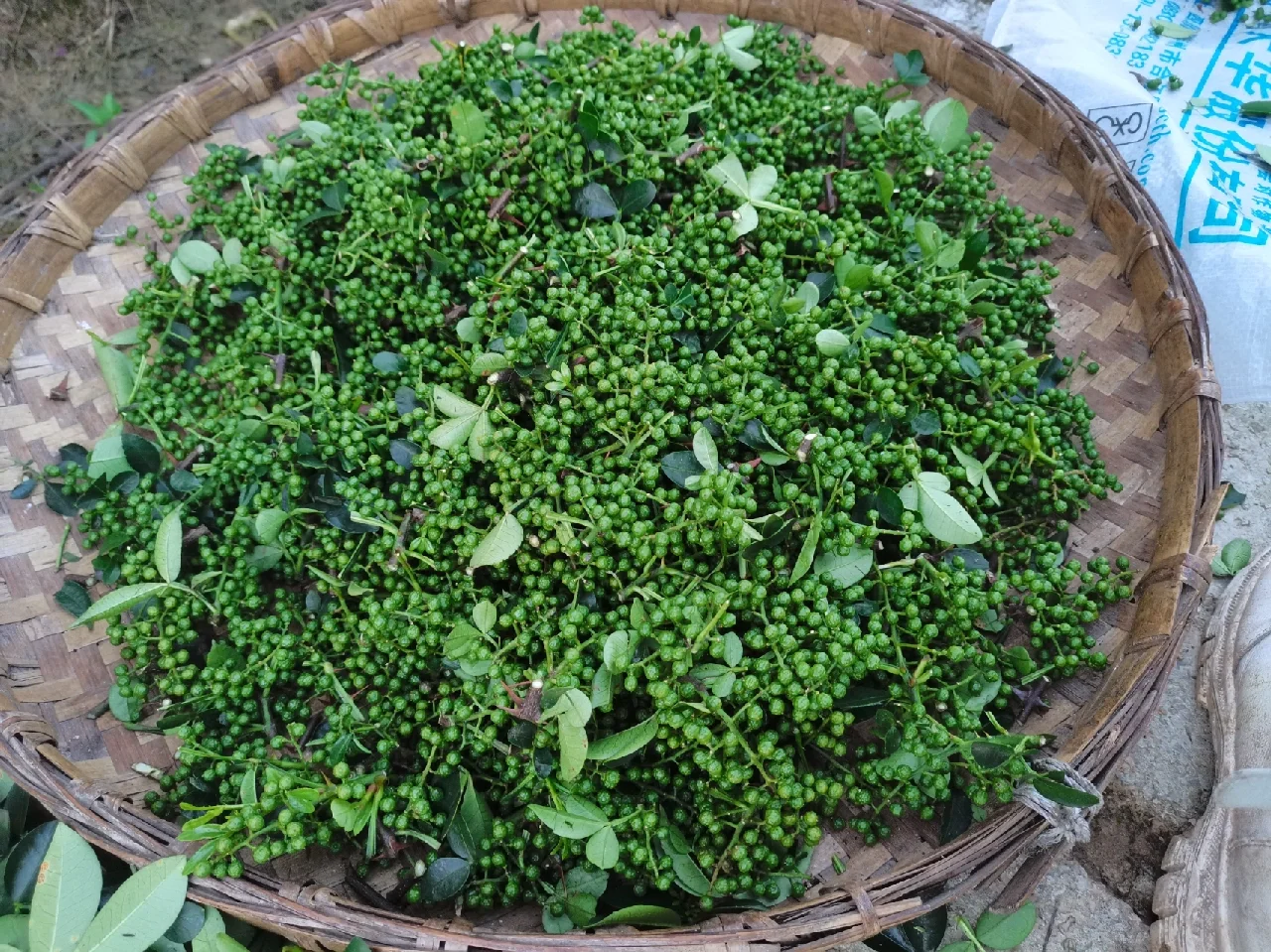 青花椒育苗技术(青花椒怎么种植产量高)