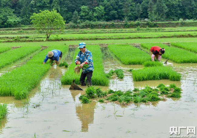 中国最早的水稻种植(中国最早的水稻种植基地)