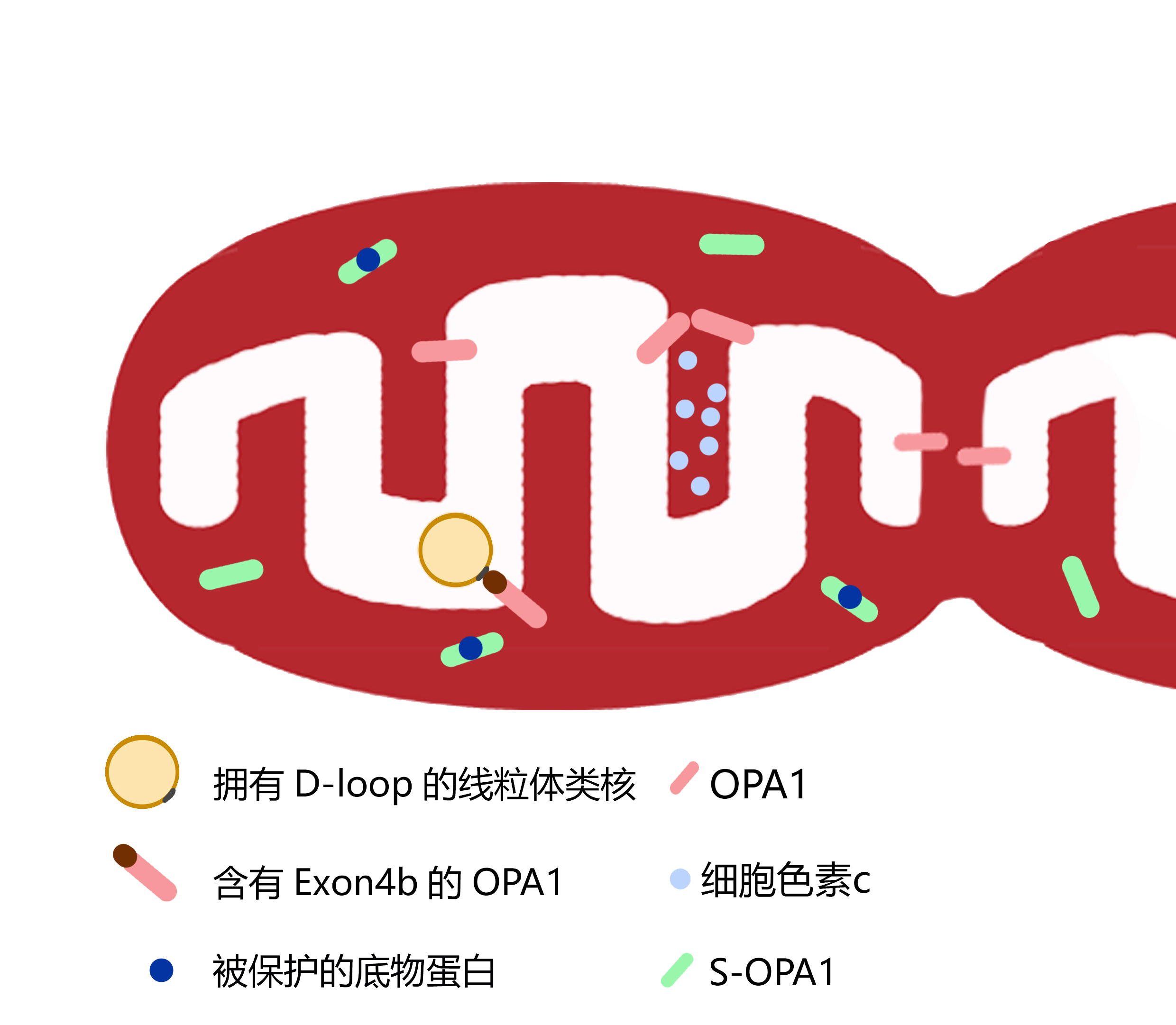 tap1基因(tardbp基因)