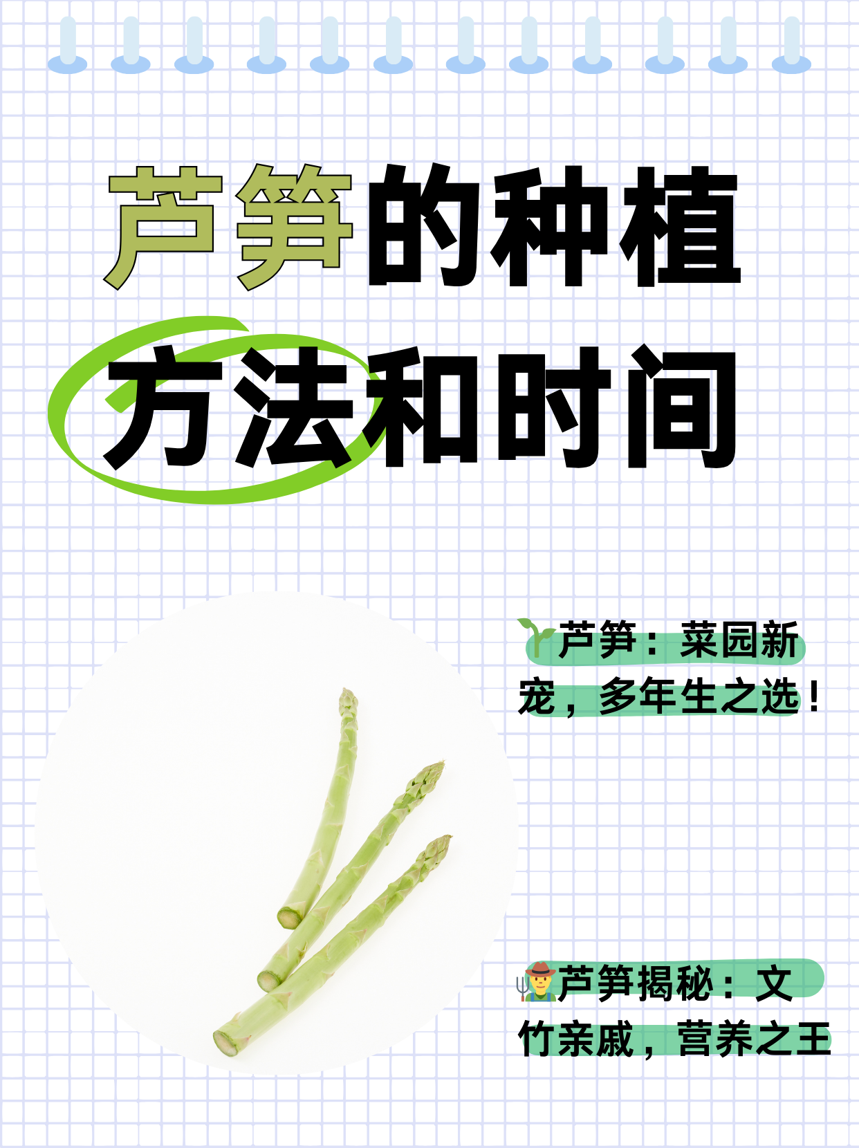 芦笋金蝉养殖技术(芦笋金蝉养殖技术方法图片)