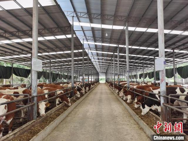 贵州养牛技术培训学校(贵州养牛技术培训学校地址)