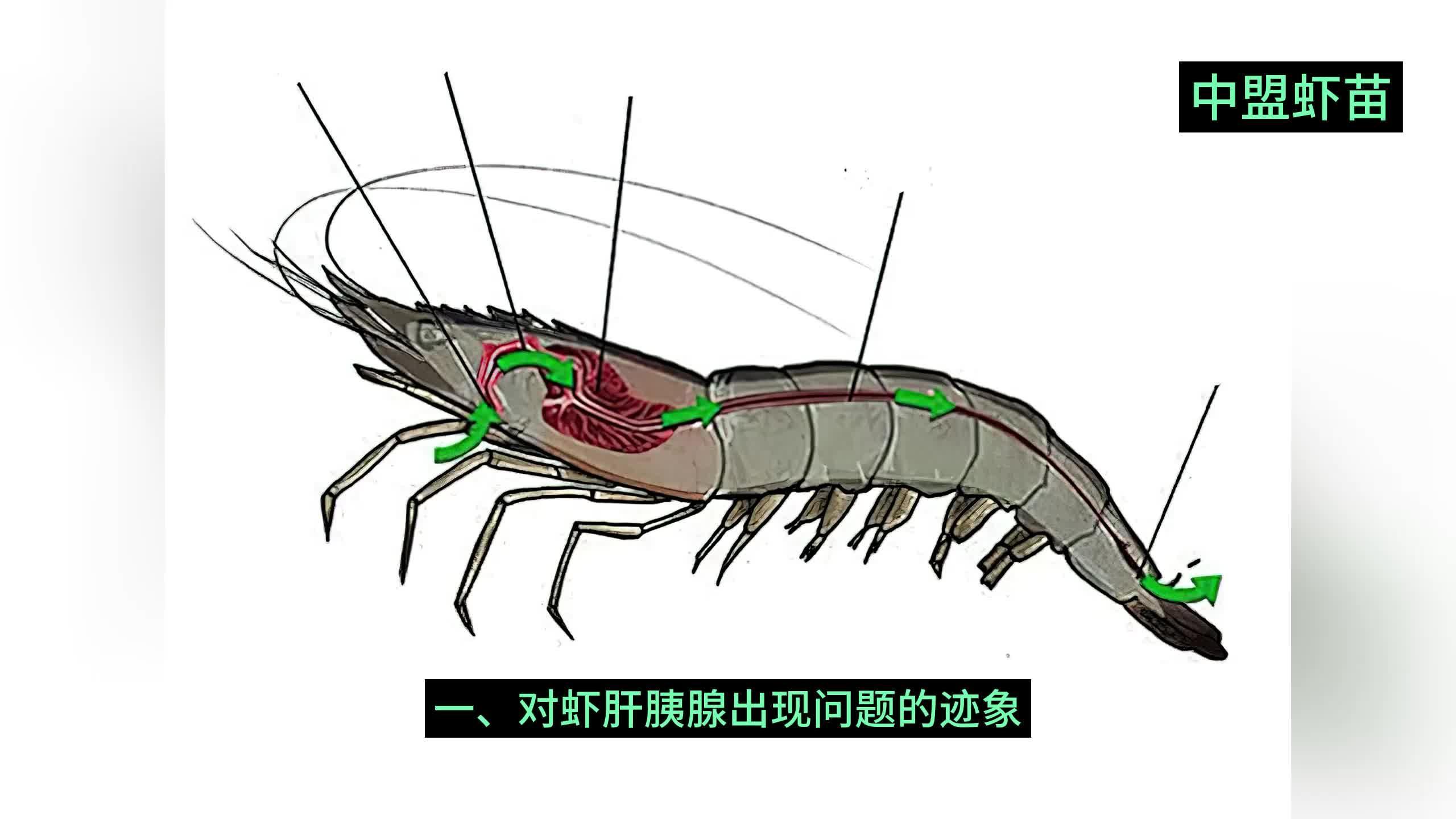 基围虾养殖技术要求(基围虾养殖技术视频教程)