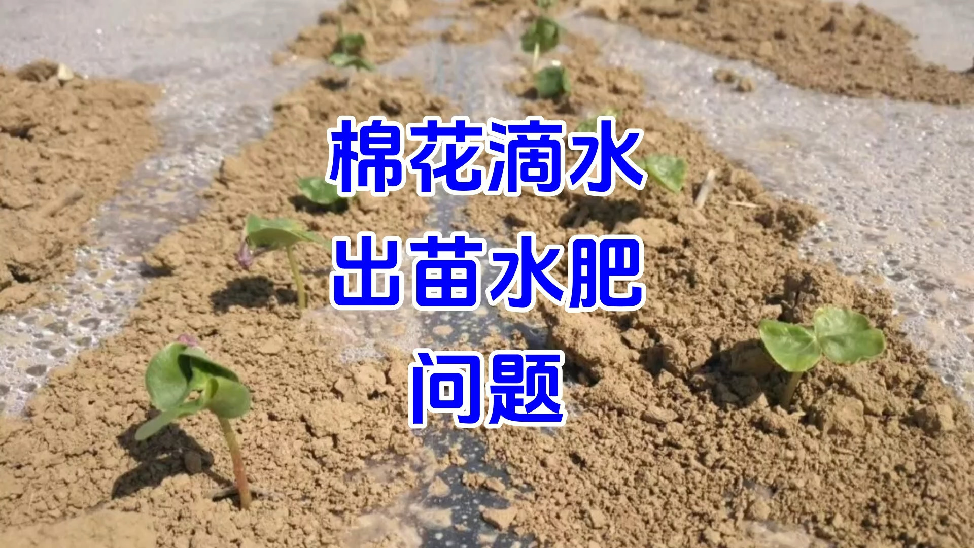 棉花全程各种肥料的施肥技术(棉花全程各种肥料的施肥技术有哪些)