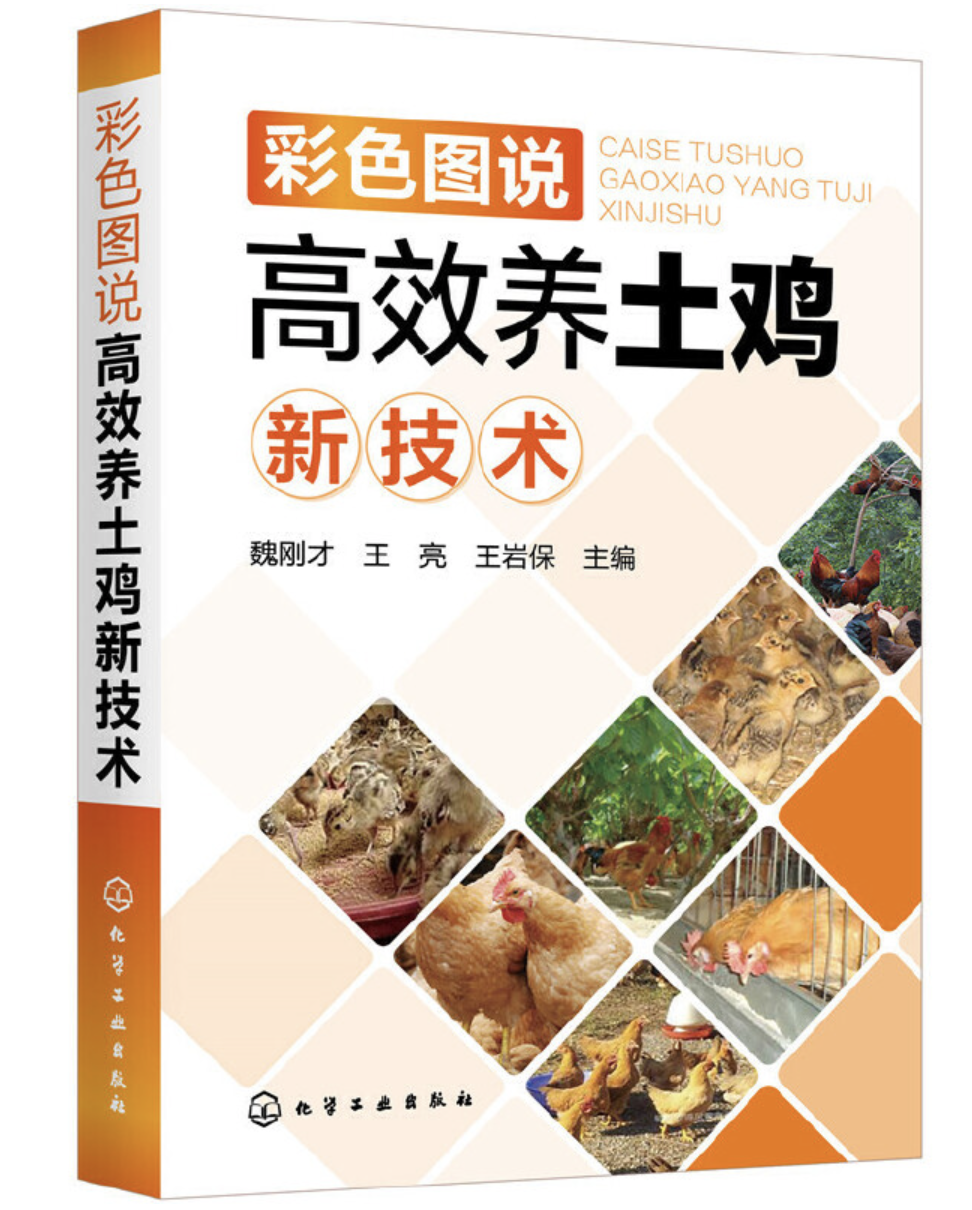 土鸡养殖技术与销售(养殖土鸡如何销售渠道)