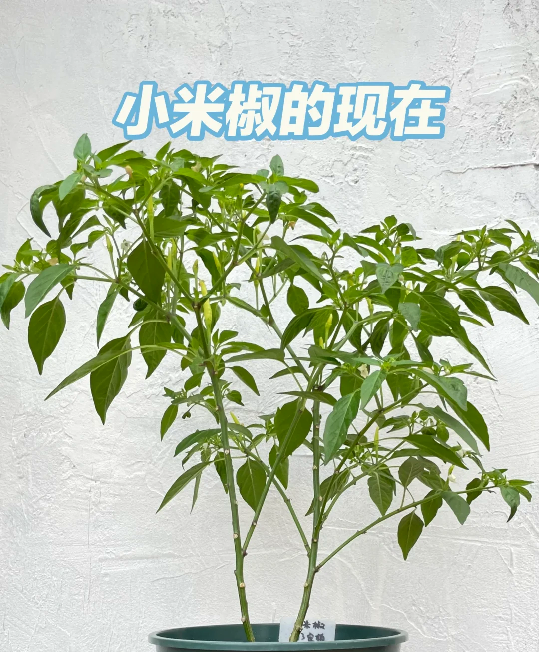 包含小米椒的种植技术与要求的词条