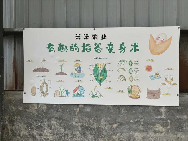 亚洲水稻种植特点(亚洲东部适合种水稻还是小麦)