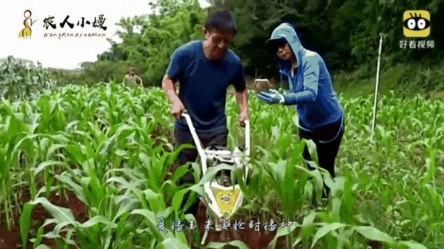 种玉米能赚钱吗(种玉米能赚钱吗视频)