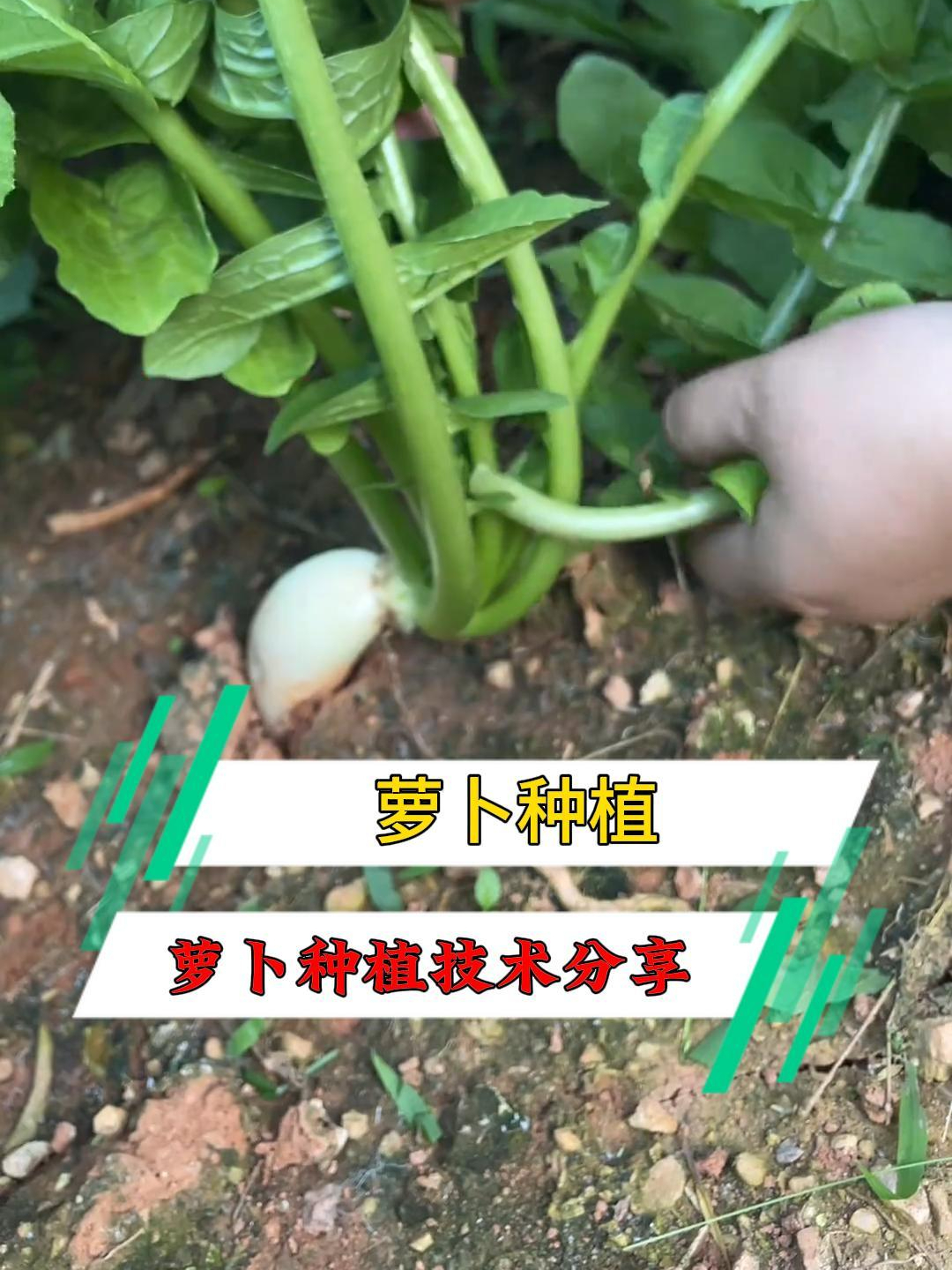 种植胡萝卜技术(种植胡萝卜技术要点)