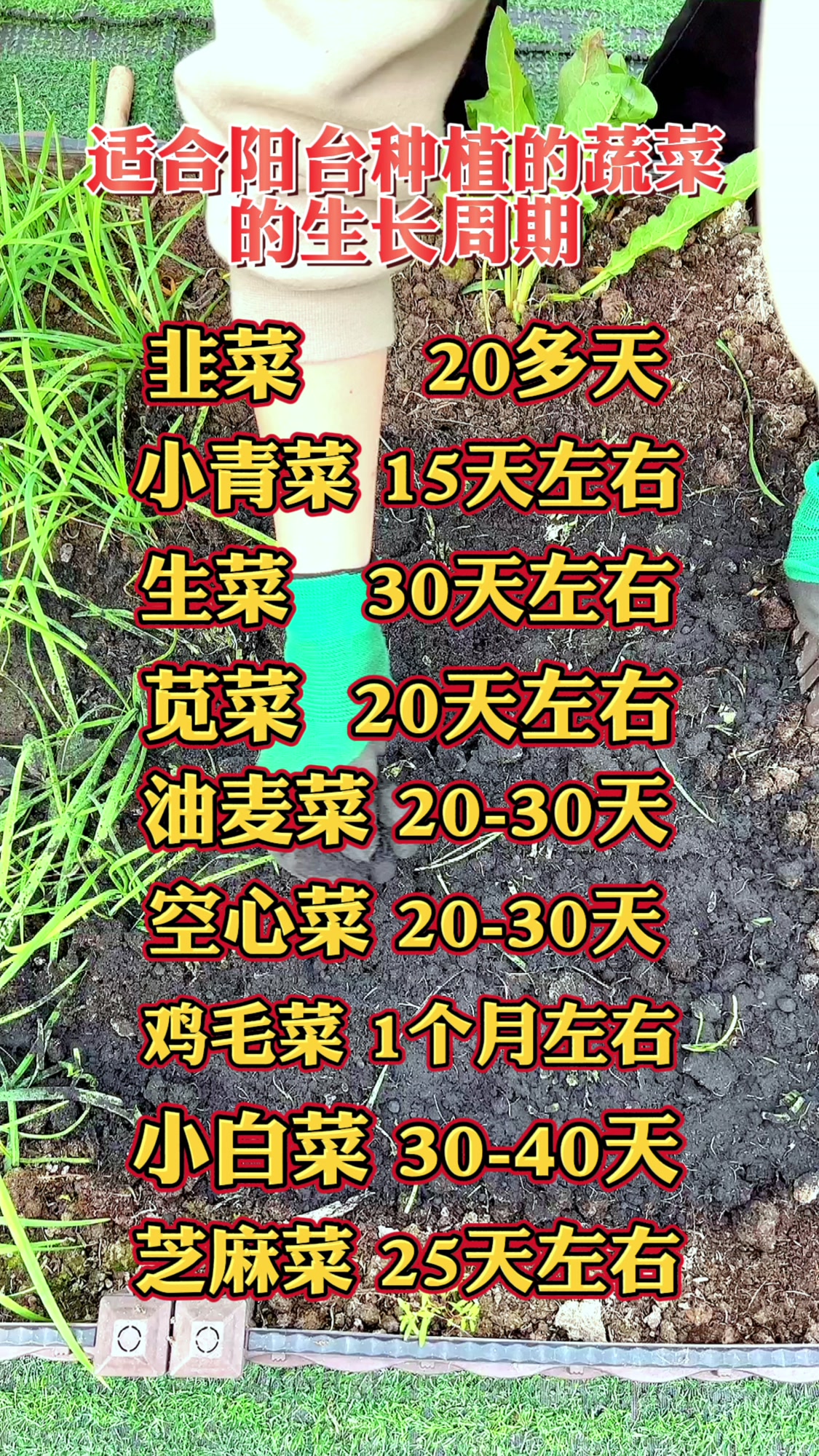 蔬菜的种植方式有几种(蔬菜种植的方法及注意事项)