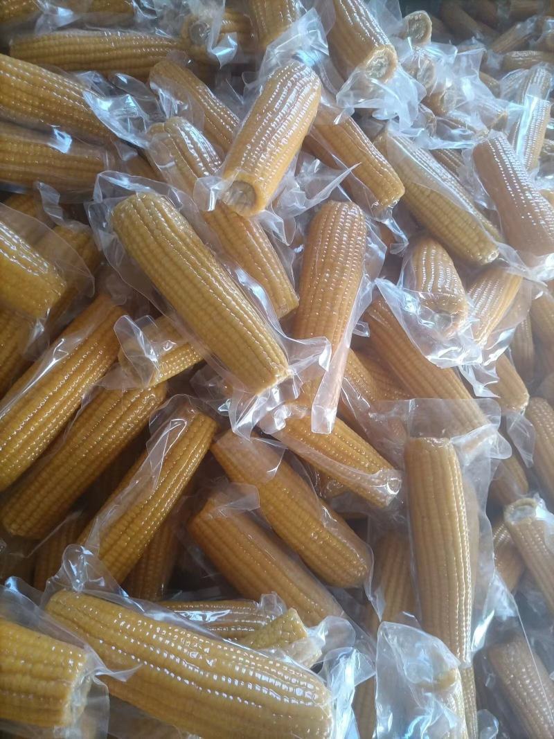 哈尔滨玉米批发(东北玉米批发联系方式)