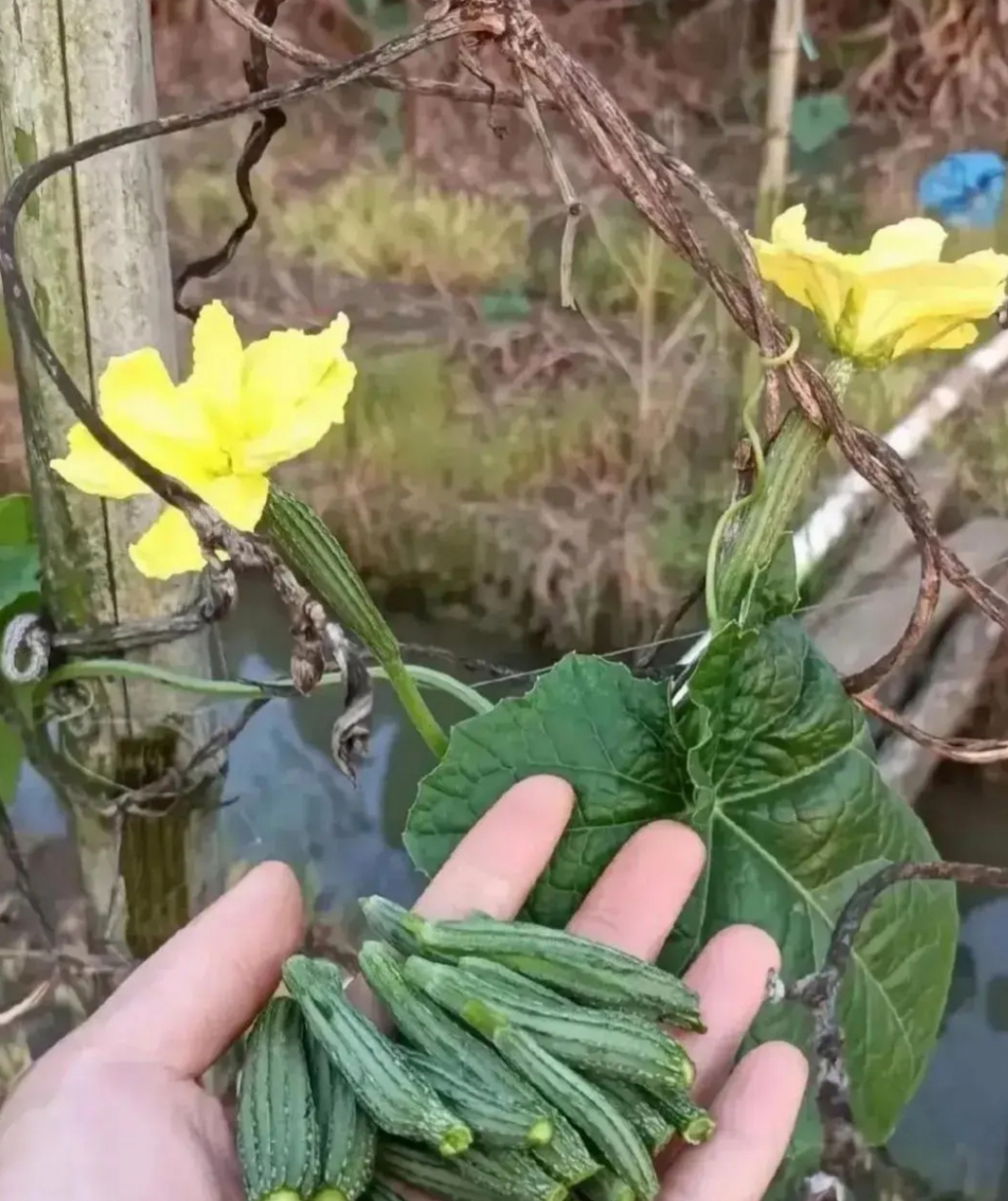 丝瓜催芽(丝瓜催芽几天露白)