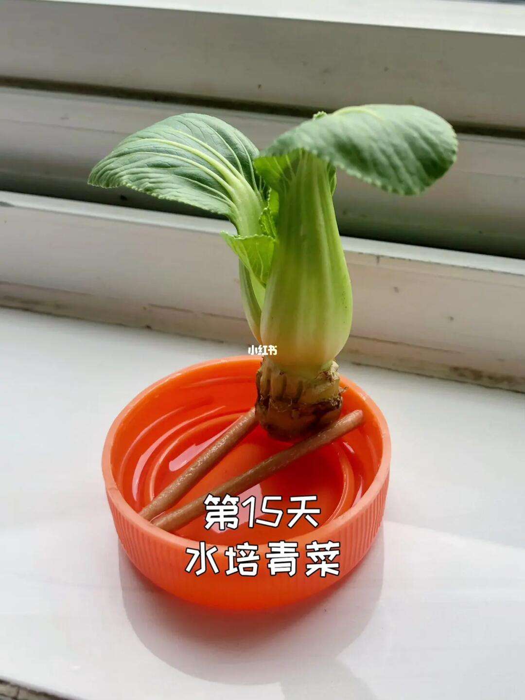 小青菜怎么水培种植(小青菜怎么水培种植图片)