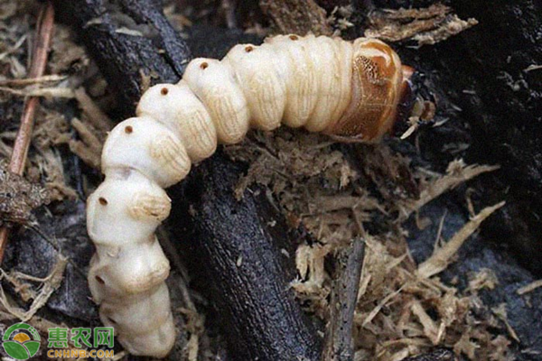 柴虫养殖技术(柴虫养殖致富网)