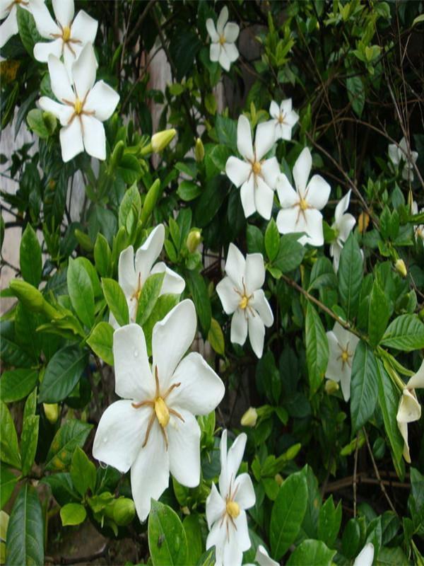 栀子花繁殖(栀子花怎么养)