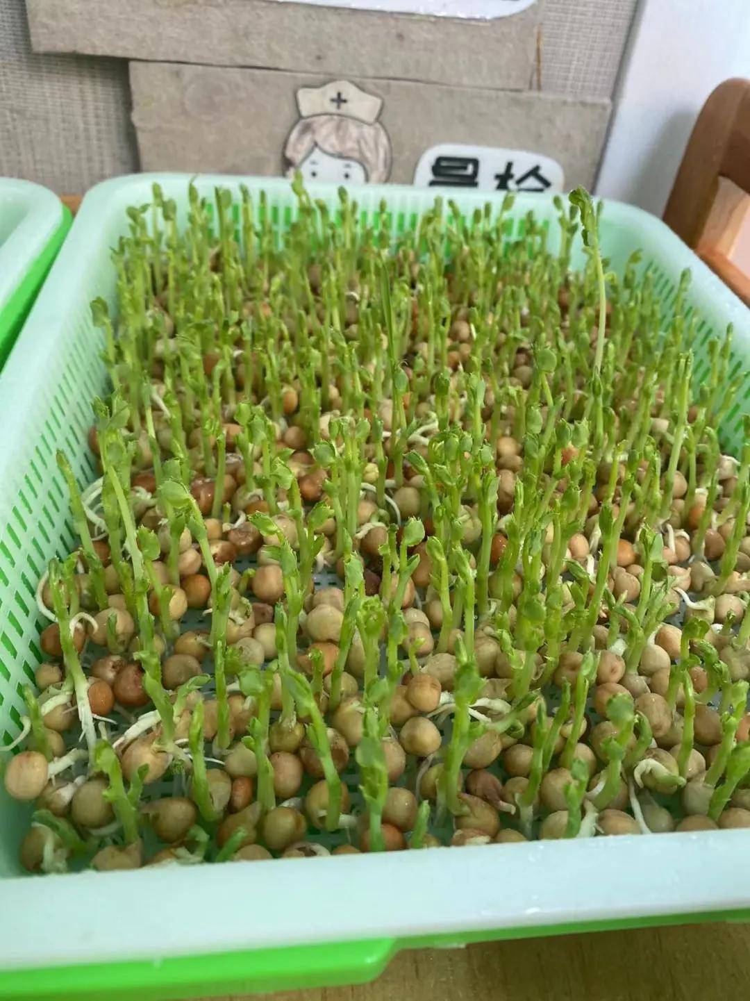 黄豆种豆芽怎么种(黄豆种豆芽怎么种的)