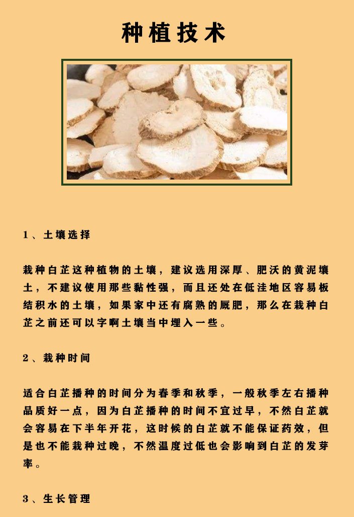 白芷施肥技术(种白芷用什么化肥做底肥)