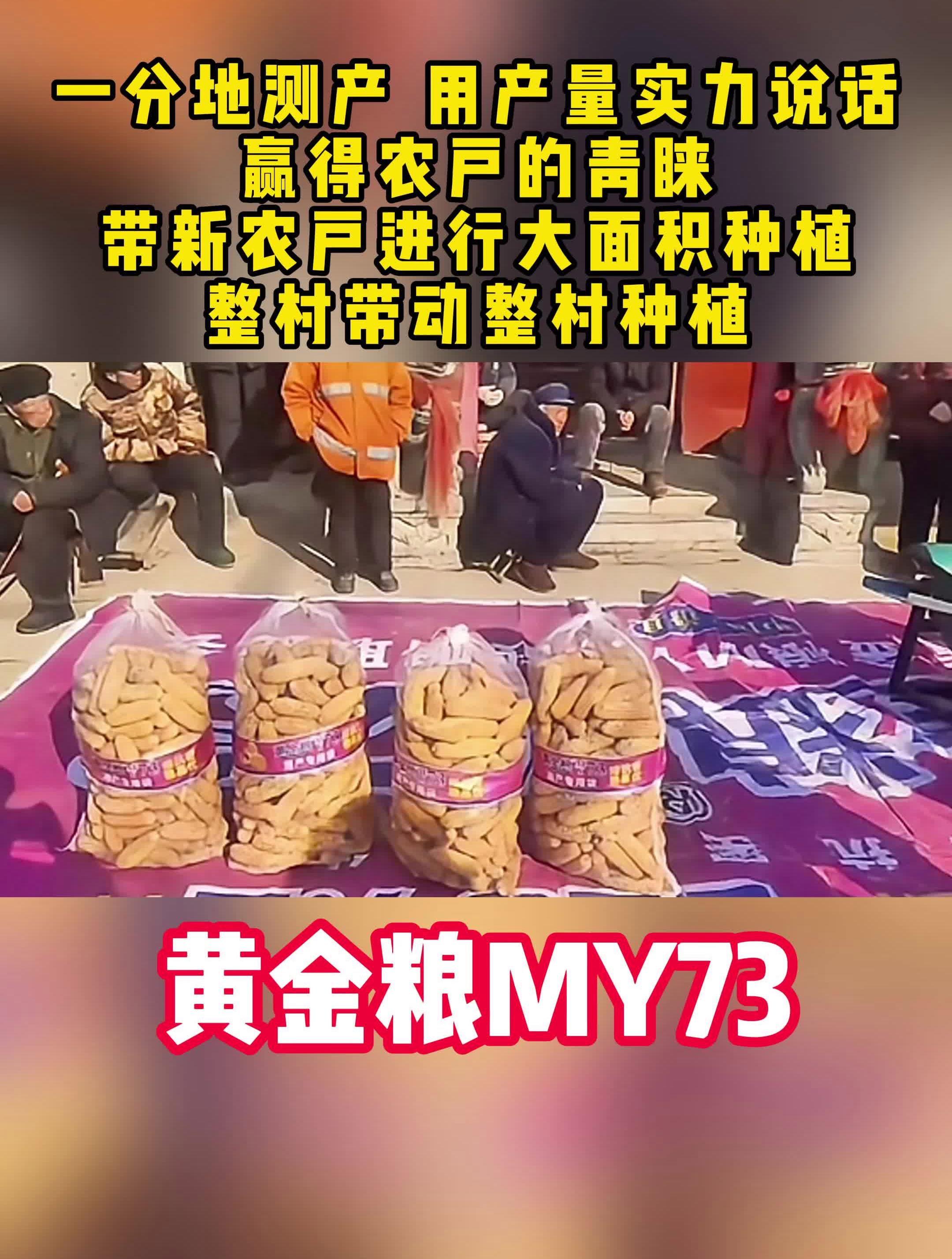 黄金粮my73玉米种怎样(黄金粮my73玉米种怎样施底肥)
