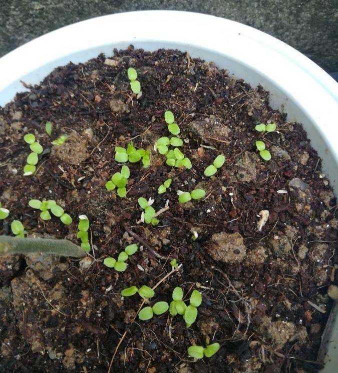 生菜播种方法(生菜播种方法及播种时间)