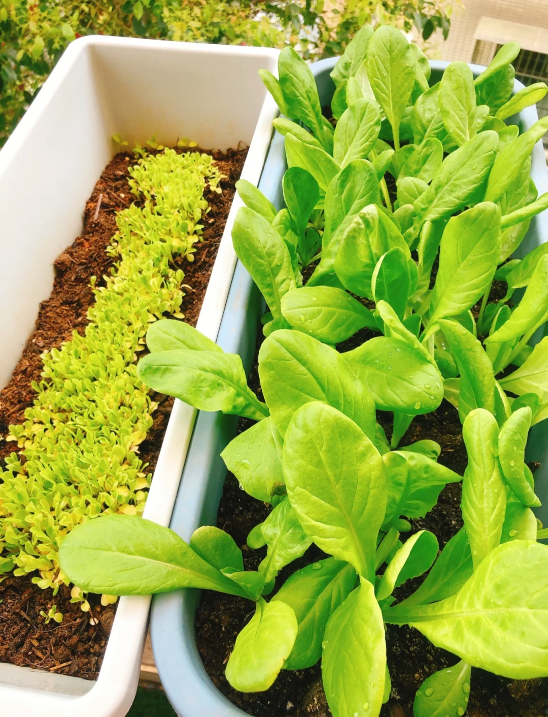生菜播种方法(生菜播种方法及播种时间)