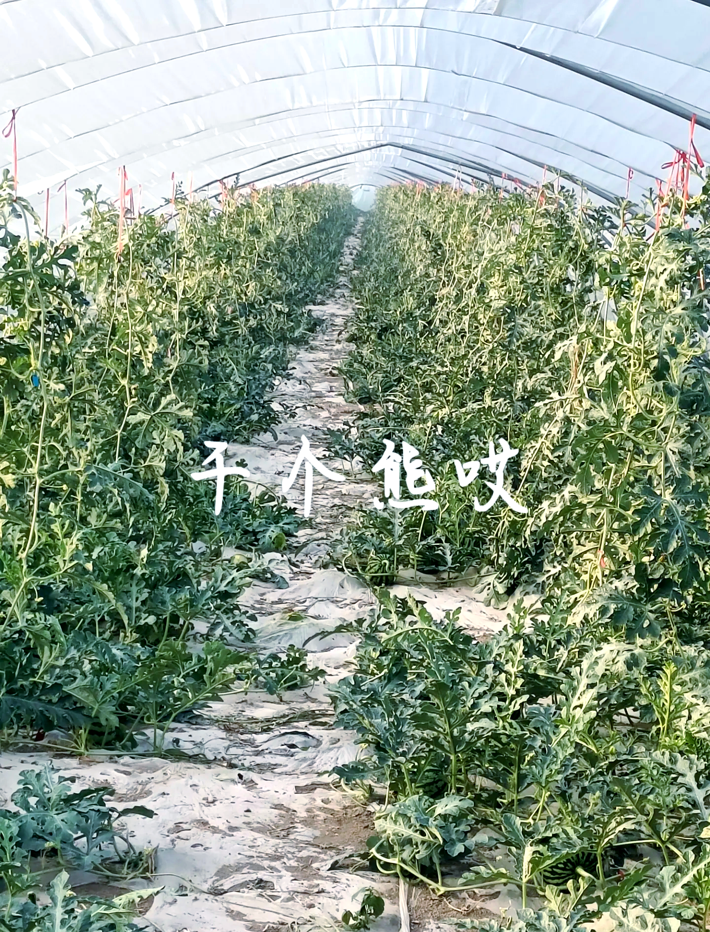 河南蔬菜种植技巧(河南蔬菜种植基地在哪)