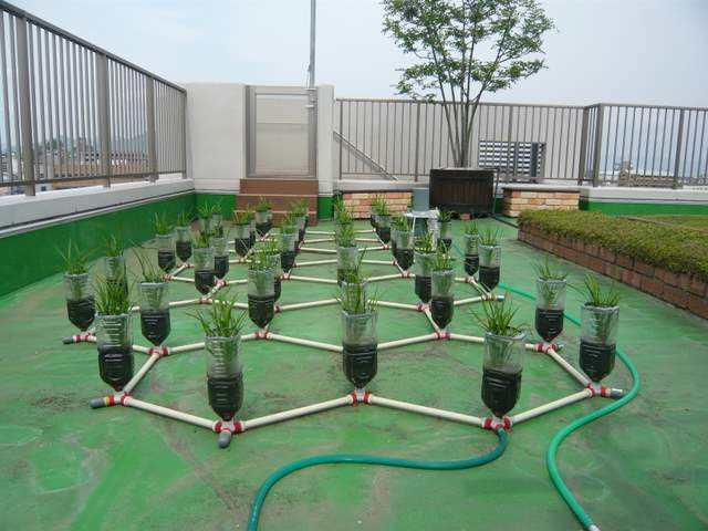 屋顶种植水稻(农村屋顶种水稻)