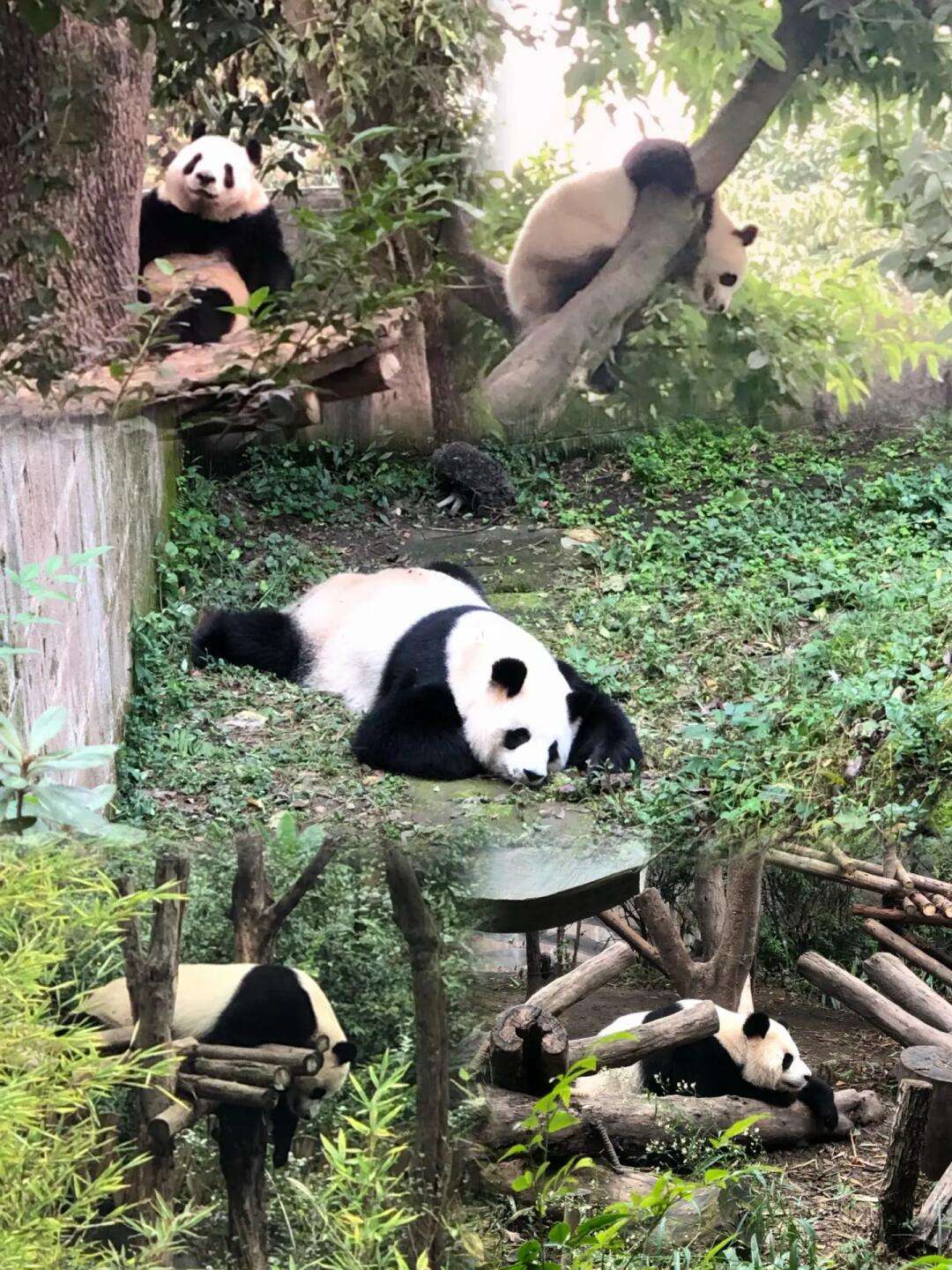 成都熊猫繁育(成都熊猫繁育基地附近景点)