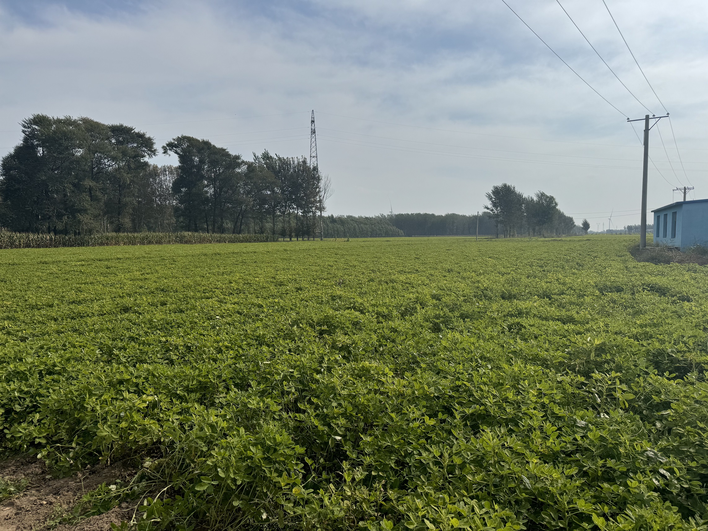 种植玉米间距(种玉米间距是多少埋多深)