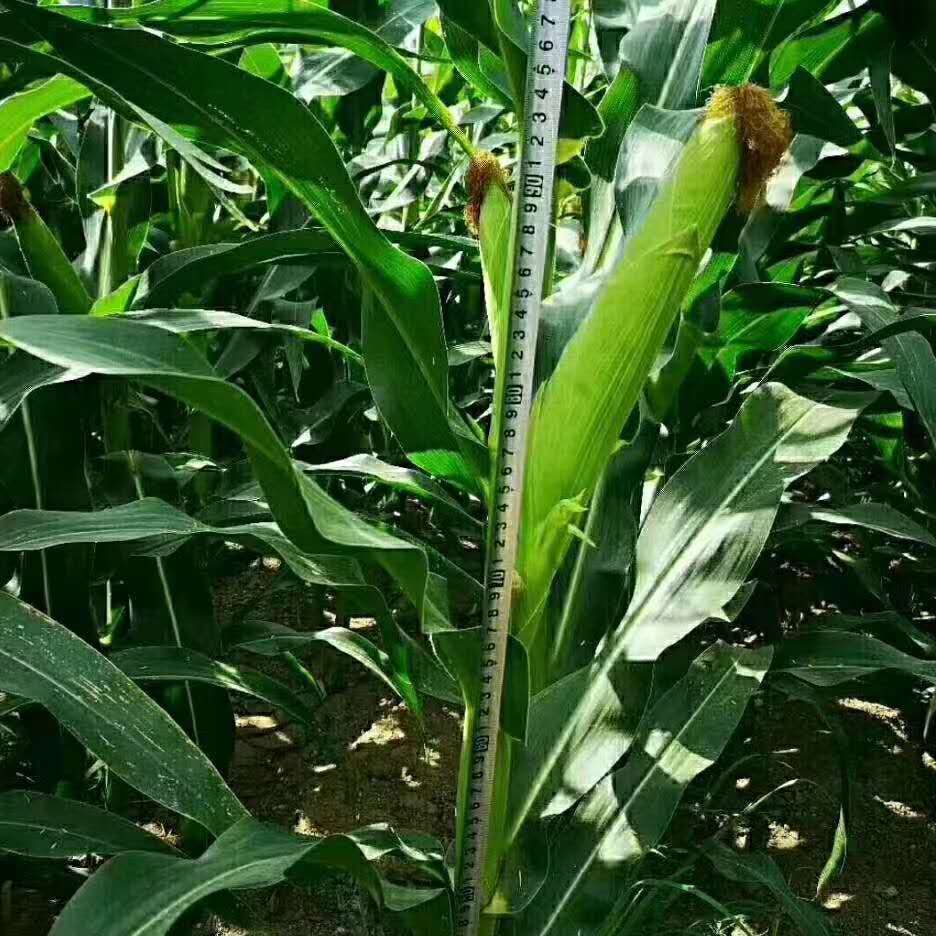 高产玉米种植(高产玉米种植什么品种好)