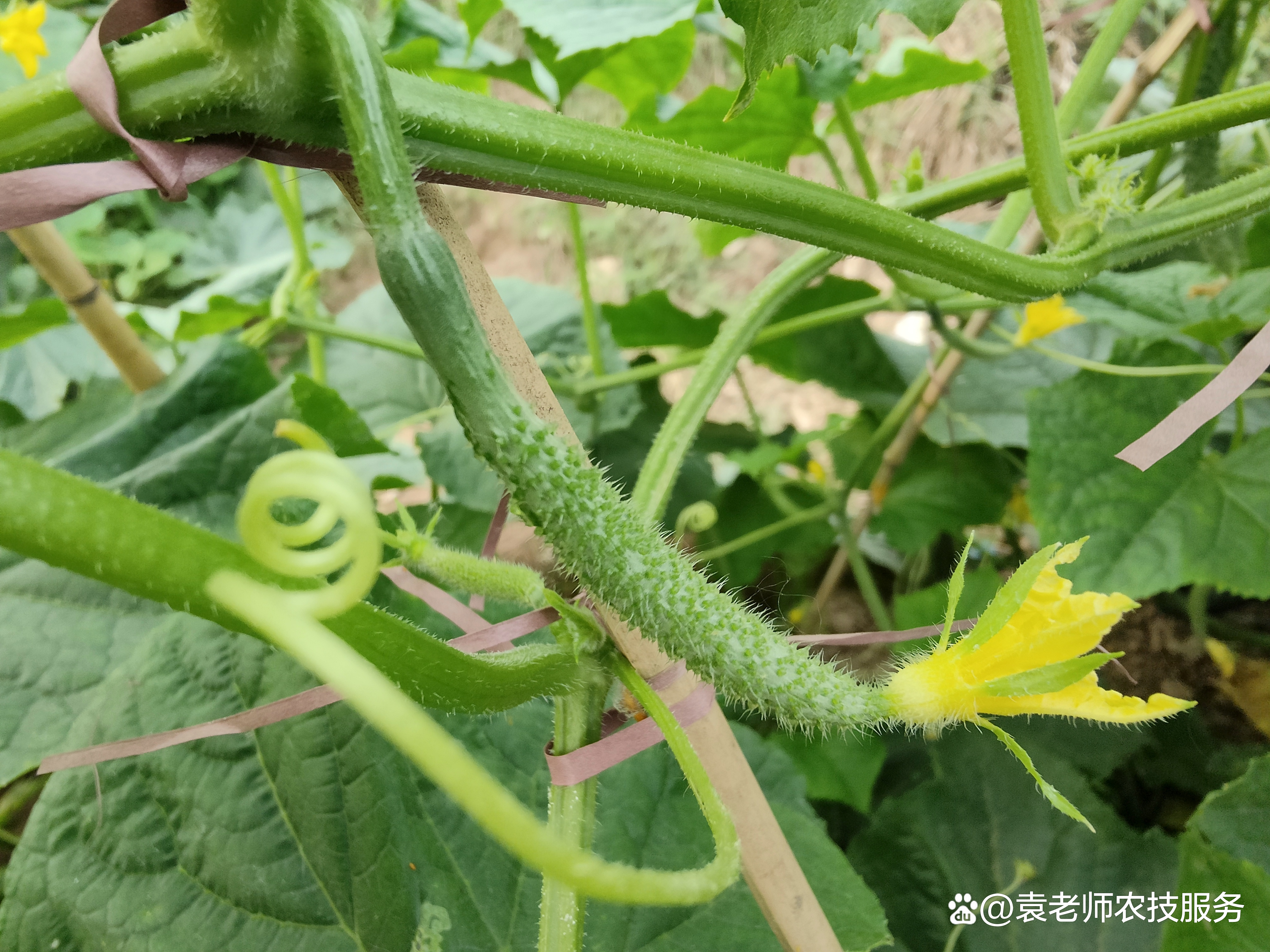 黄瓜施肥(黄瓜施肥施什么肥料最好)