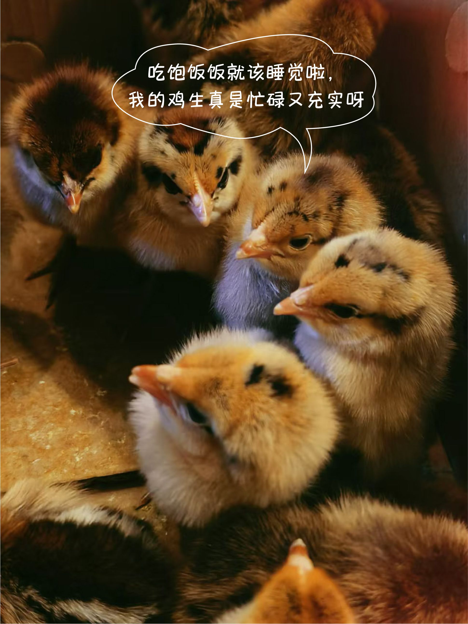 城市内养鸡(城市内养鸡 可以举报吗)