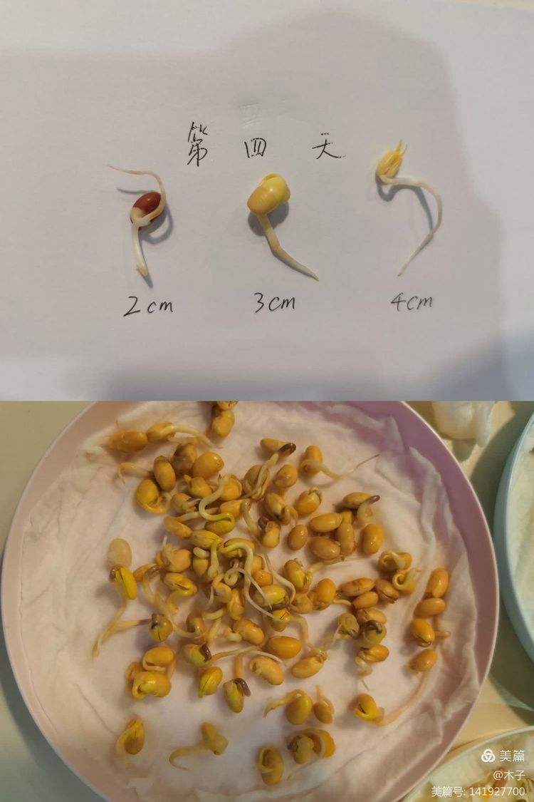 发芽的豆子怎么种(发芽的豆子怎么种植)