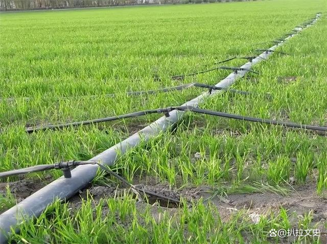 新疆水稻高产栽培技术(新疆水稻种植的区位优势)