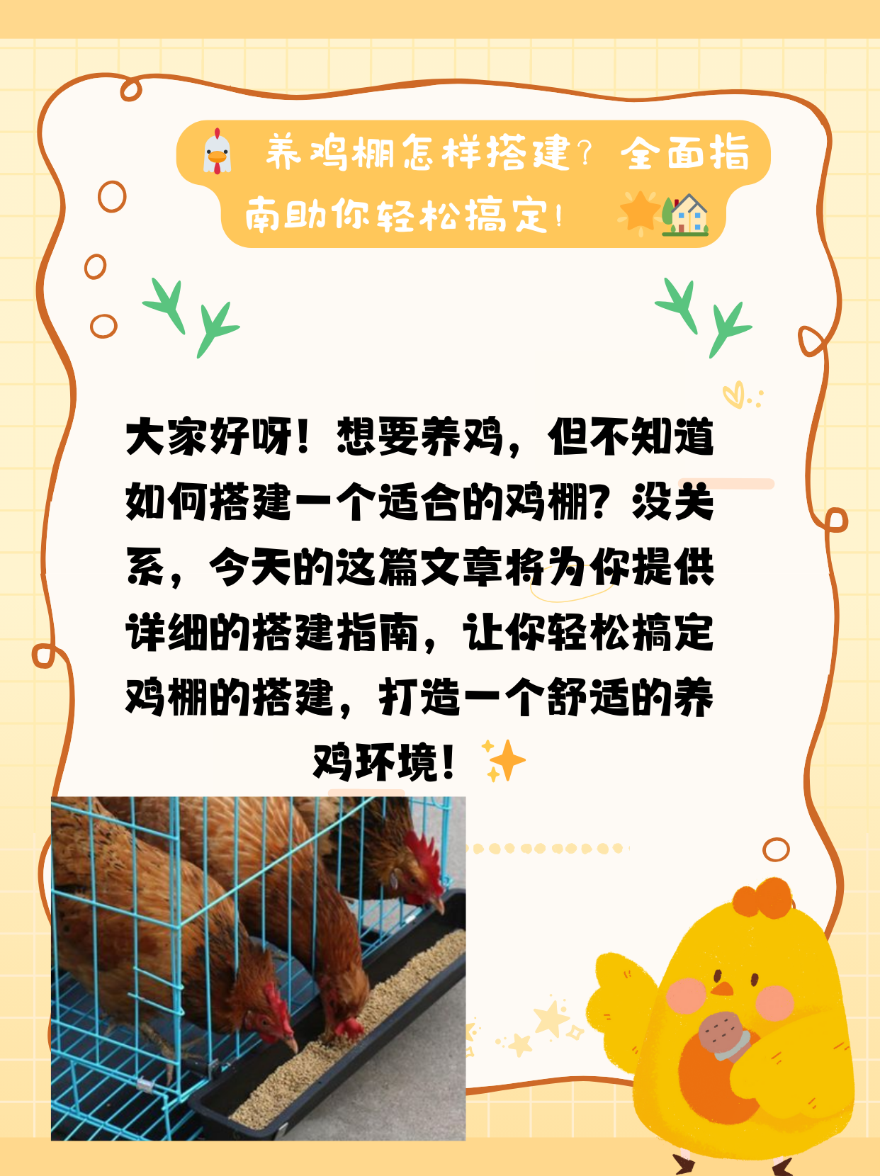 鸡养几个月出栏(家鸡养几个月开始下蛋)