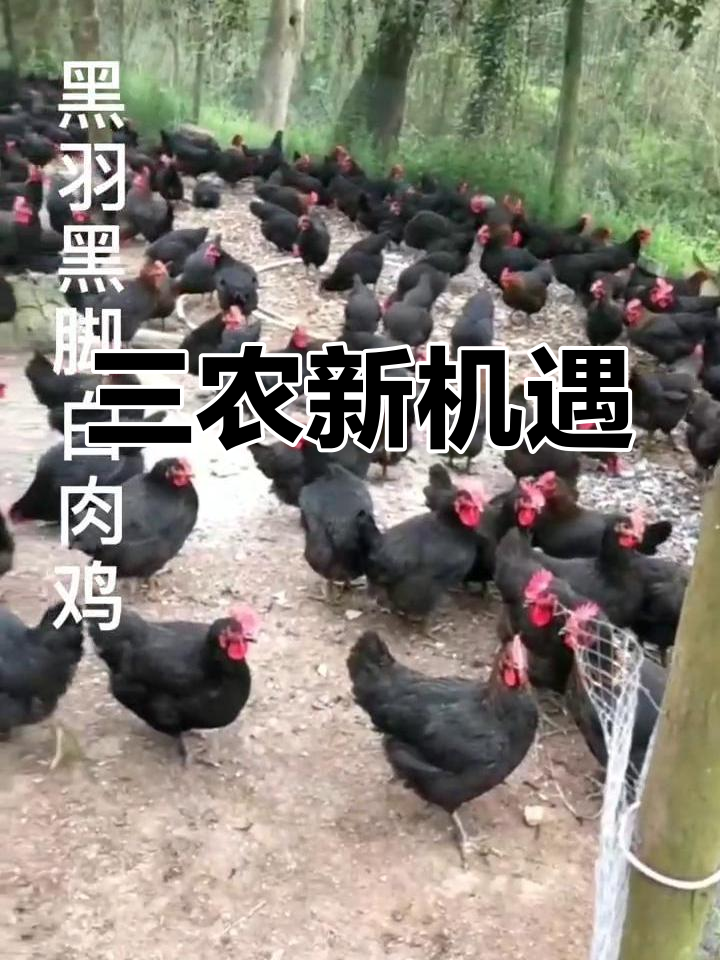 养肉鸡方法(养肉鸡用什么方法长得最快)