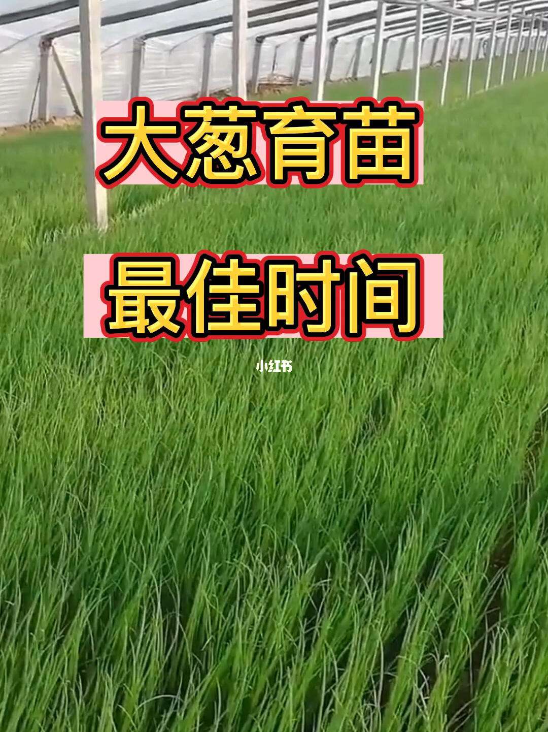 葱种如何育苗(种葱苗的方法 和步骤)