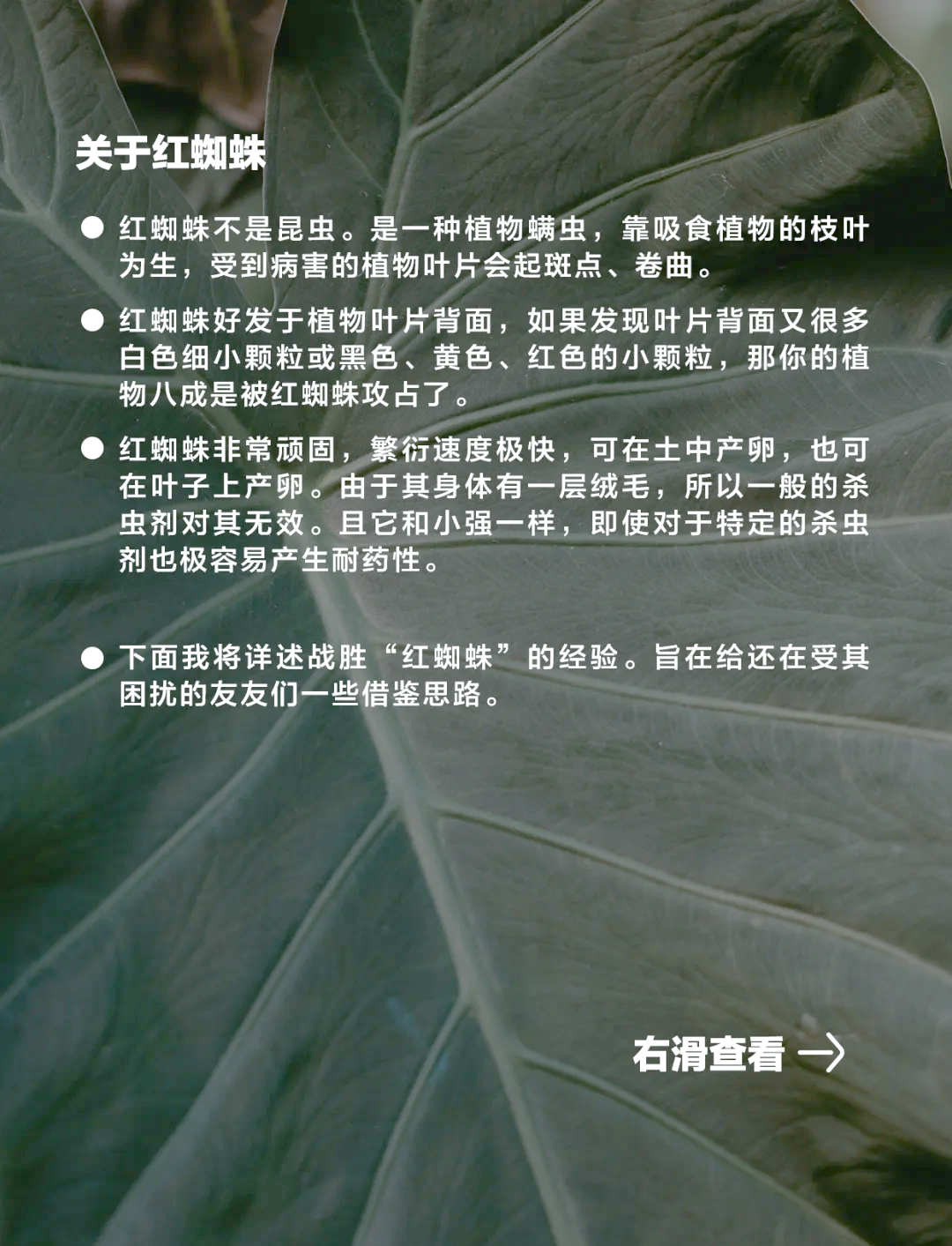 玉米红蜘蛛的防治方法(玉米红蜘蛛的危害症状?)