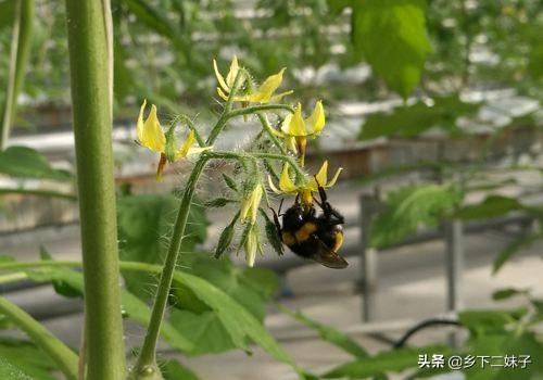 保护地番茄栽培技术(保护地栽培和露地栽培)