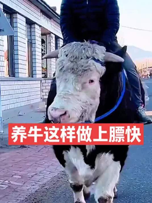 这样养牛(智能化自动养牛设备)