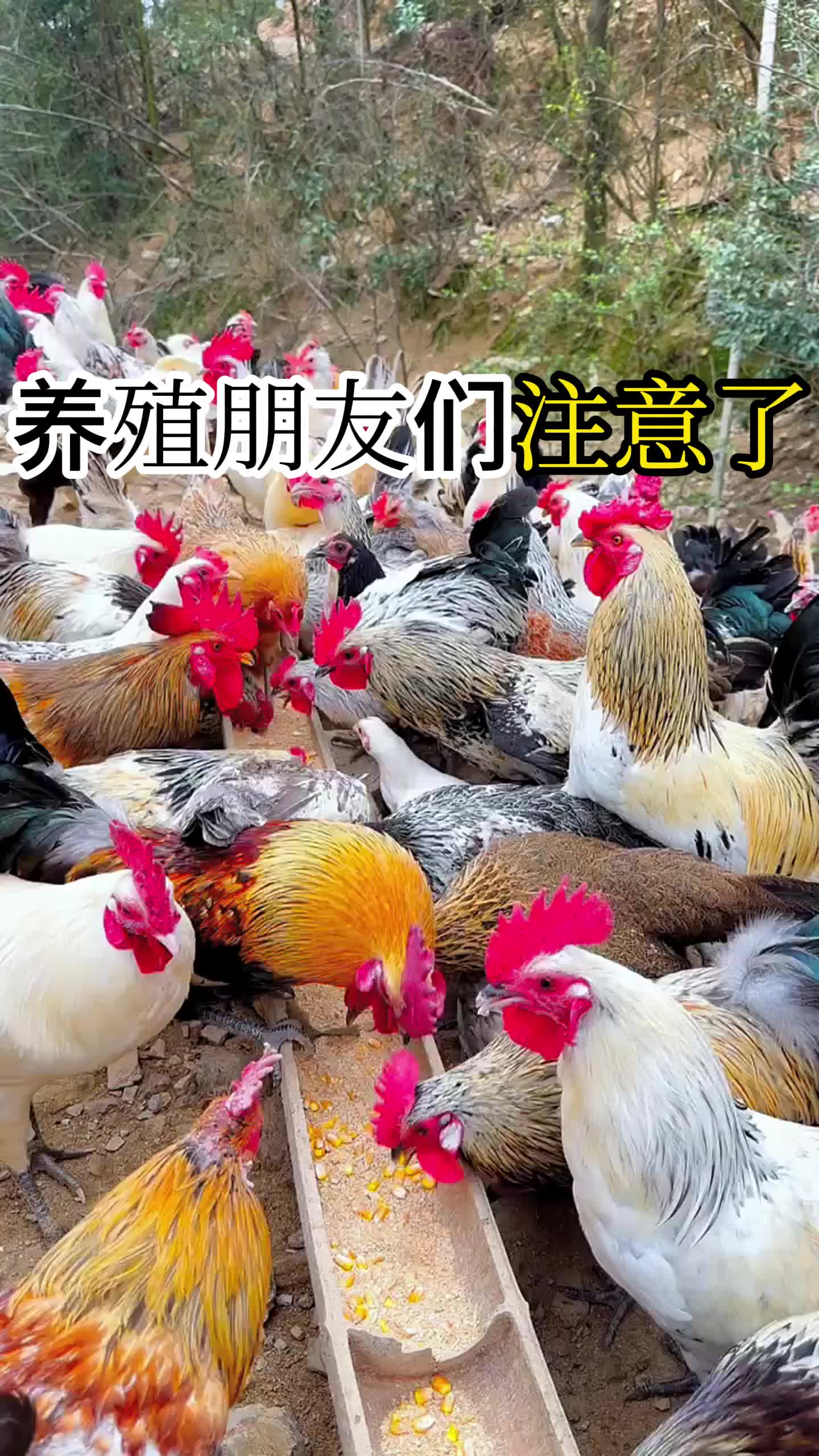 养鸡的养殖方法(农村散养鸡的养殖方法)