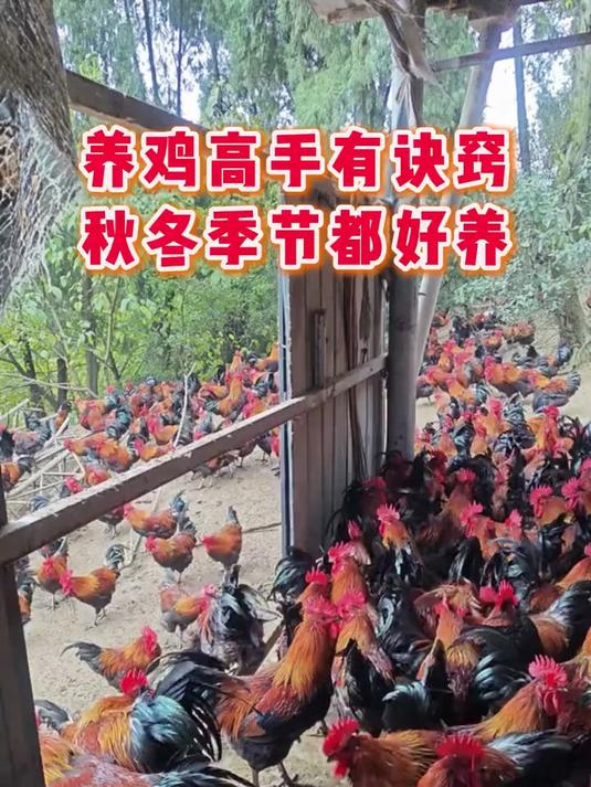 养鸡的养殖方法(农村散养鸡的养殖方法)