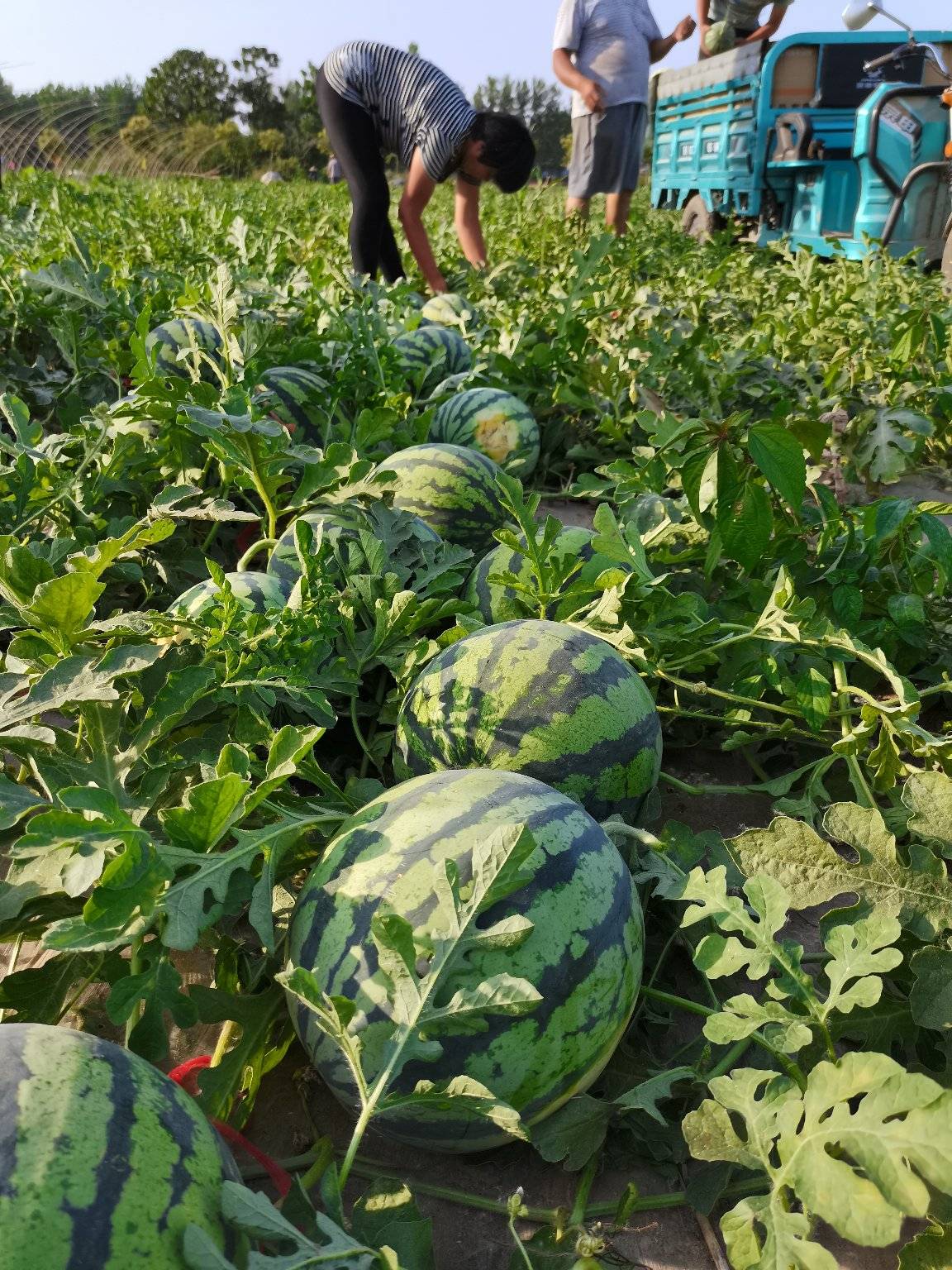 西瓜籽栽培(西瓜籽的种植时间)