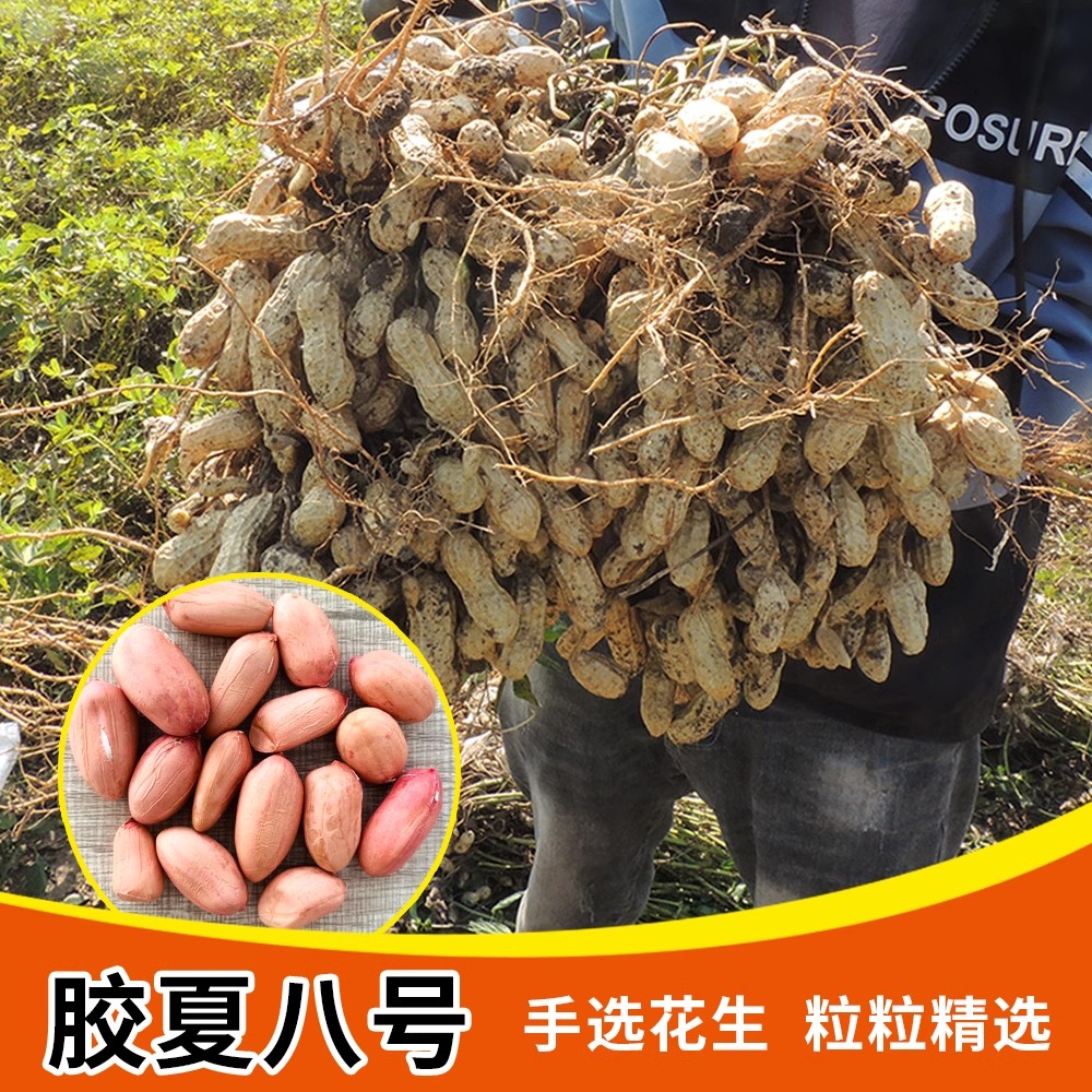 花生种密高产还是种稀高产(高产花生种植技花生的种植技术)