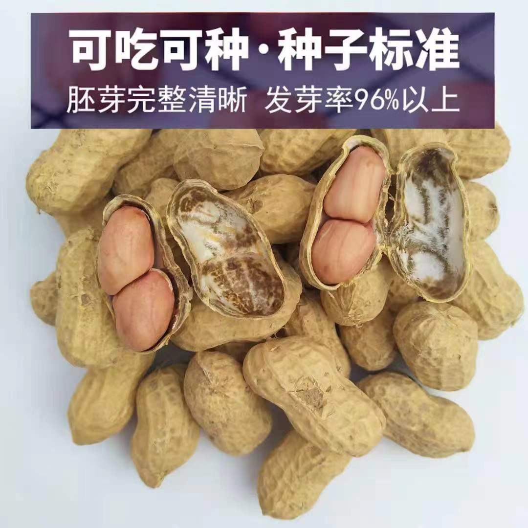 花生种密高产还是种稀高产(高产花生种植技花生的种植技术)